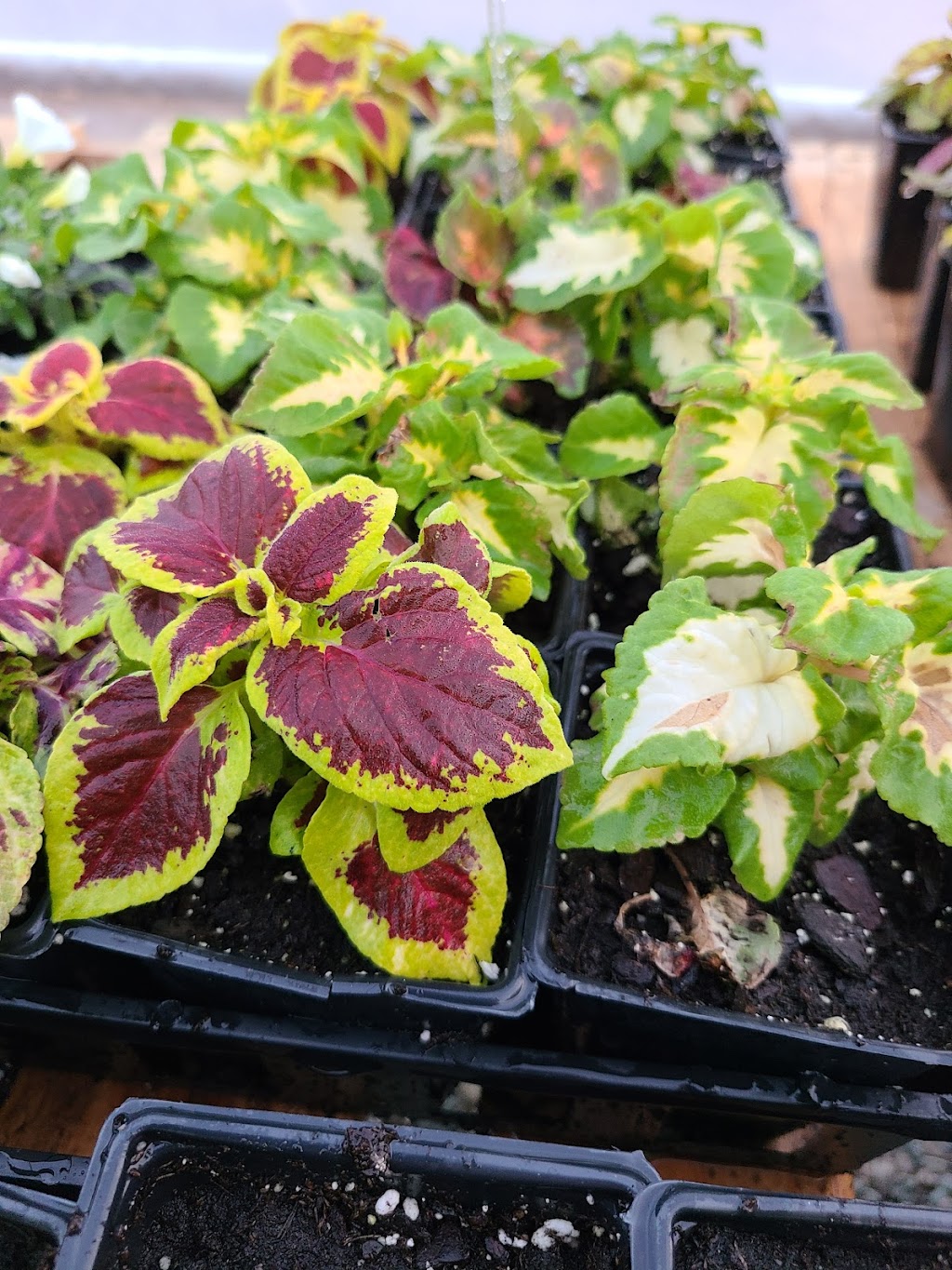 Up N Growin Garden Center | 1006 Ayars Ave, Prague, OK 74864, USA | Phone: (405) 567-5193