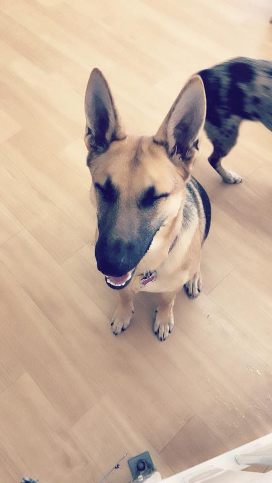 Dogs Retreat | 898 Troy-Schenectady Rd, Latham, NY 12110, USA | Phone: (518) 698-2873