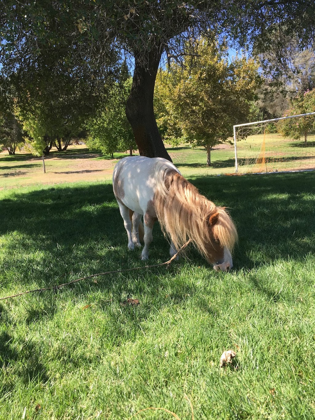 Moriah Heights Seventh Day Adventist Reform Movement Church | 240 CA-16, Plymouth, CA 95669, USA | Phone: (916) 612-5287