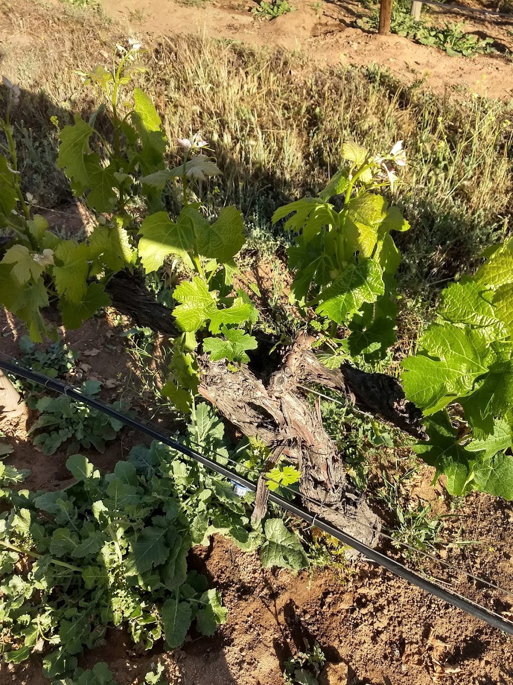 Rancho Casa Baloyan | 22756 Ensenada, B.C., Mexico | Phone: 664 648 2796