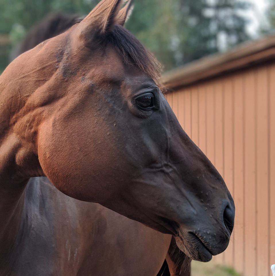 Shamrock Equine Therapy | 12533 Reiner Rd, Monroe, WA 98272, USA | Phone: (425) 770-1117