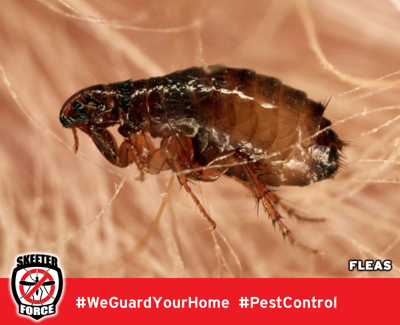 Skeeter Force LLC | 140 Golden Pheasant Dr, Slidell, LA 70461, USA | Phone: (985) 774-1189