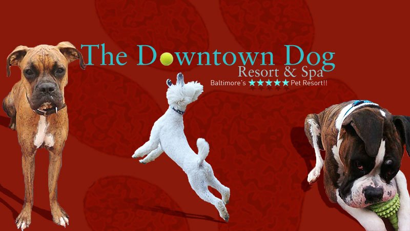 Downtown Dog Resort & Spa | 200 W McComas St, Baltimore, MD 21230, USA | Phone: (443) 869-4071