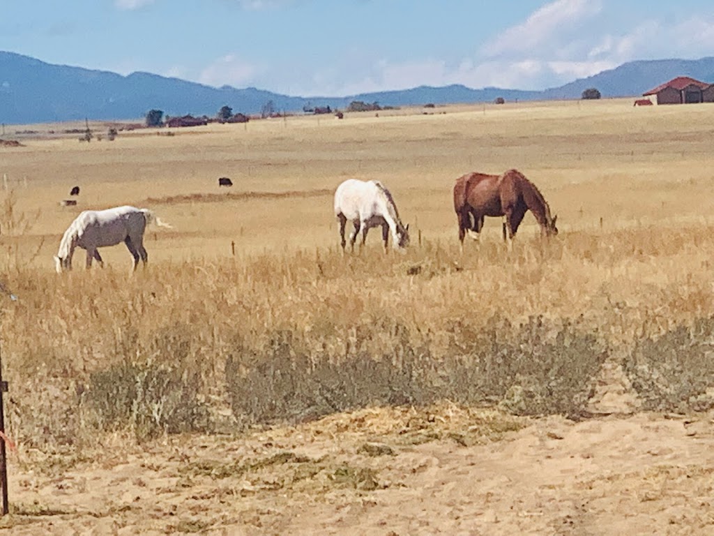 Back In The Saddle Ranch | by appointment only Please, 20370 Drennan Rd, Colorado Springs, CO 80928, USA | Phone: (719) 822-1495