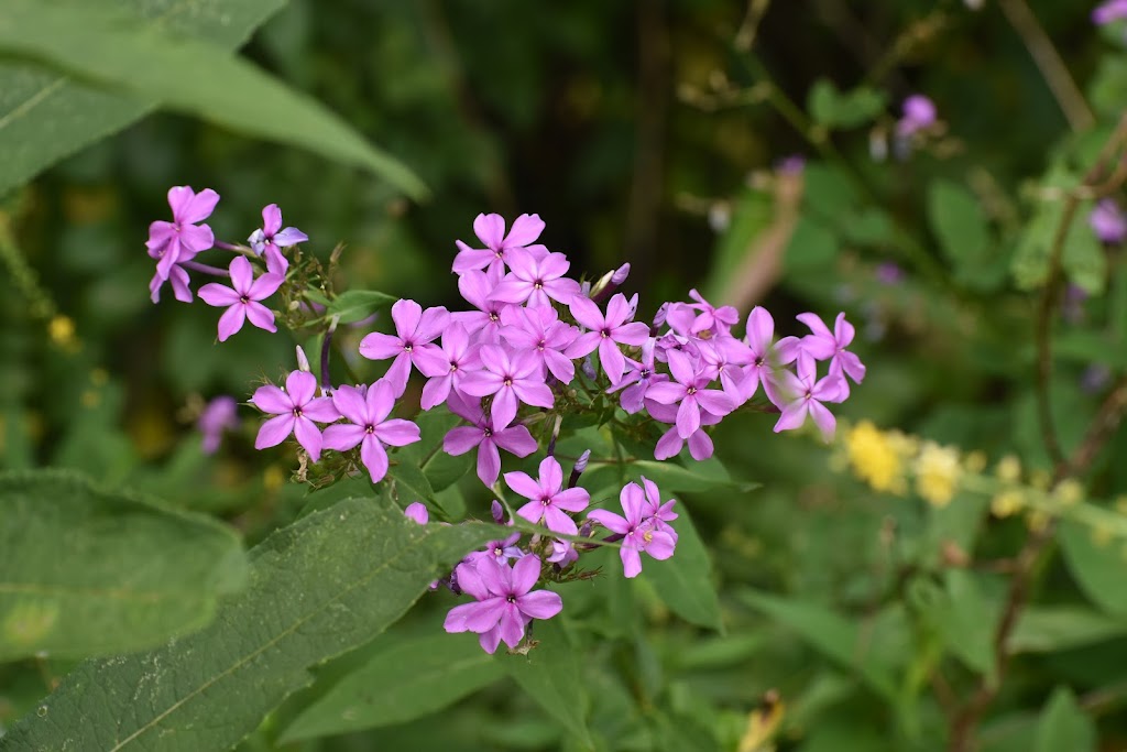 Wildflower Reserve Interpretive Center | 525 Lincoln Hwy, Raccoon Creek State Park Wildflower Center, 482 US-30, Clinton, PA 15026, USA | Phone: (724) 899-3611