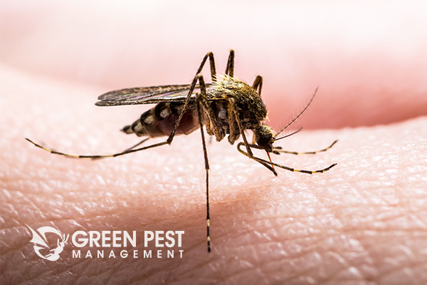 Green Pest Management | 18 Boulden Cir #22, New Castle, DE 19720, USA | Phone: (302) 317-2187