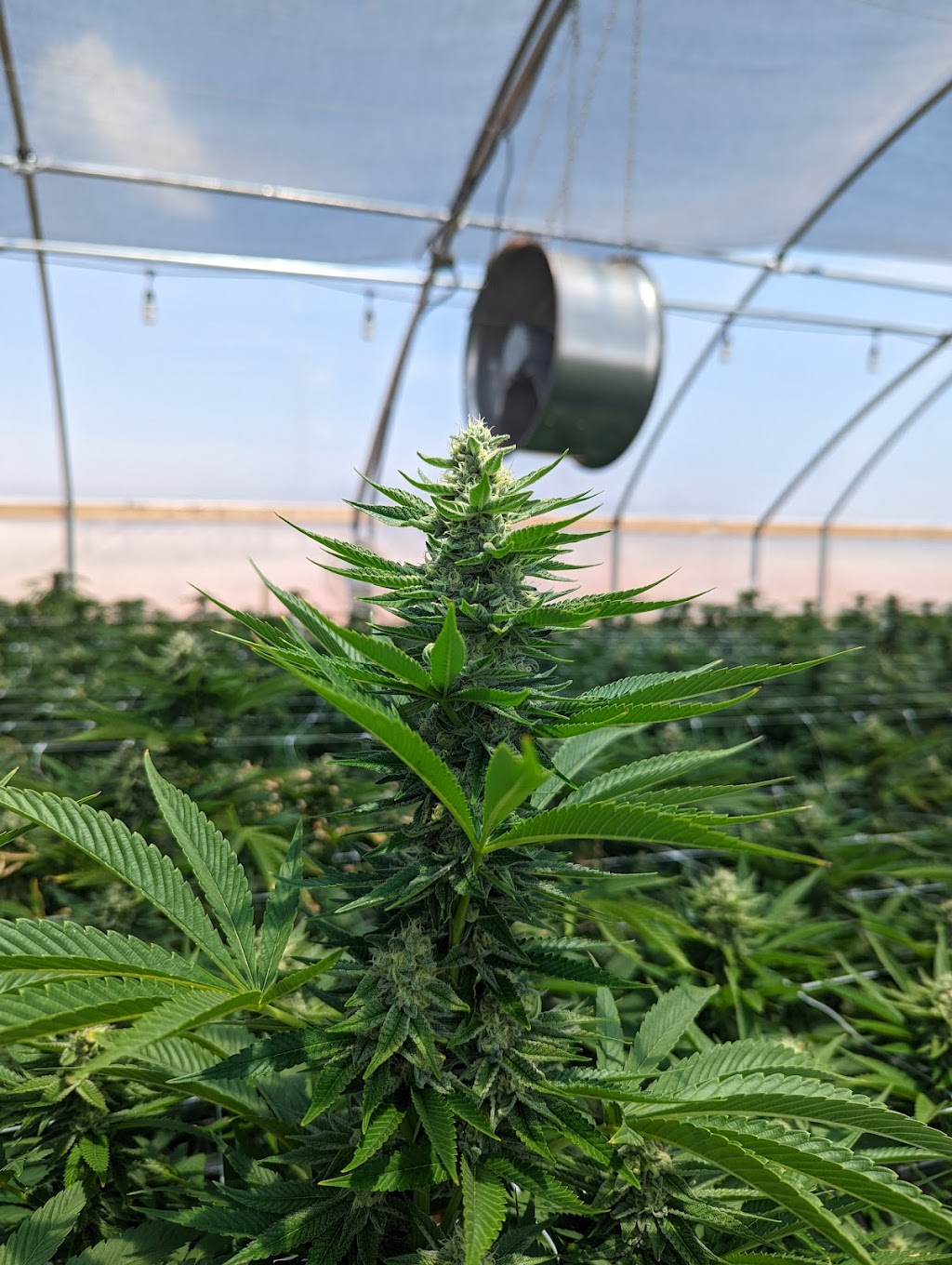 Sugar Moon farms cultivation property | 2836 County Street 2990, Alex, OK 73002, USA | Phone: (405) 200-5045