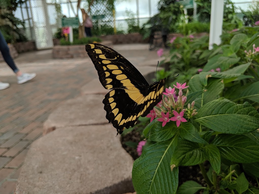 The Butterfly House | 11455 Obee Rd, Whitehouse, OH 43571, USA | Phone: (419) 877-2733