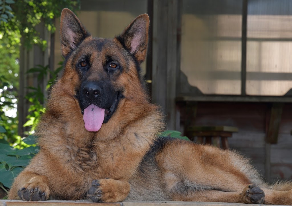 Von der Otto German Shepherds LLC | 2650 Ridgelake Ln, Rockwall, TX 75032, USA | Phone: (214) 232-3194