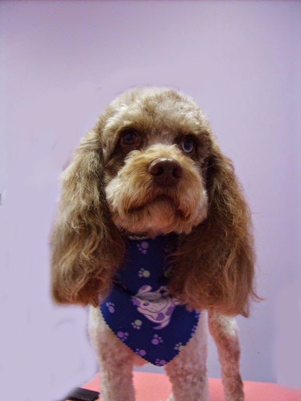 A Styled Pooch | 350 George W Liles Pkwy, Store #10, Concord, NC 28027, USA | Phone: (704) 785-9033