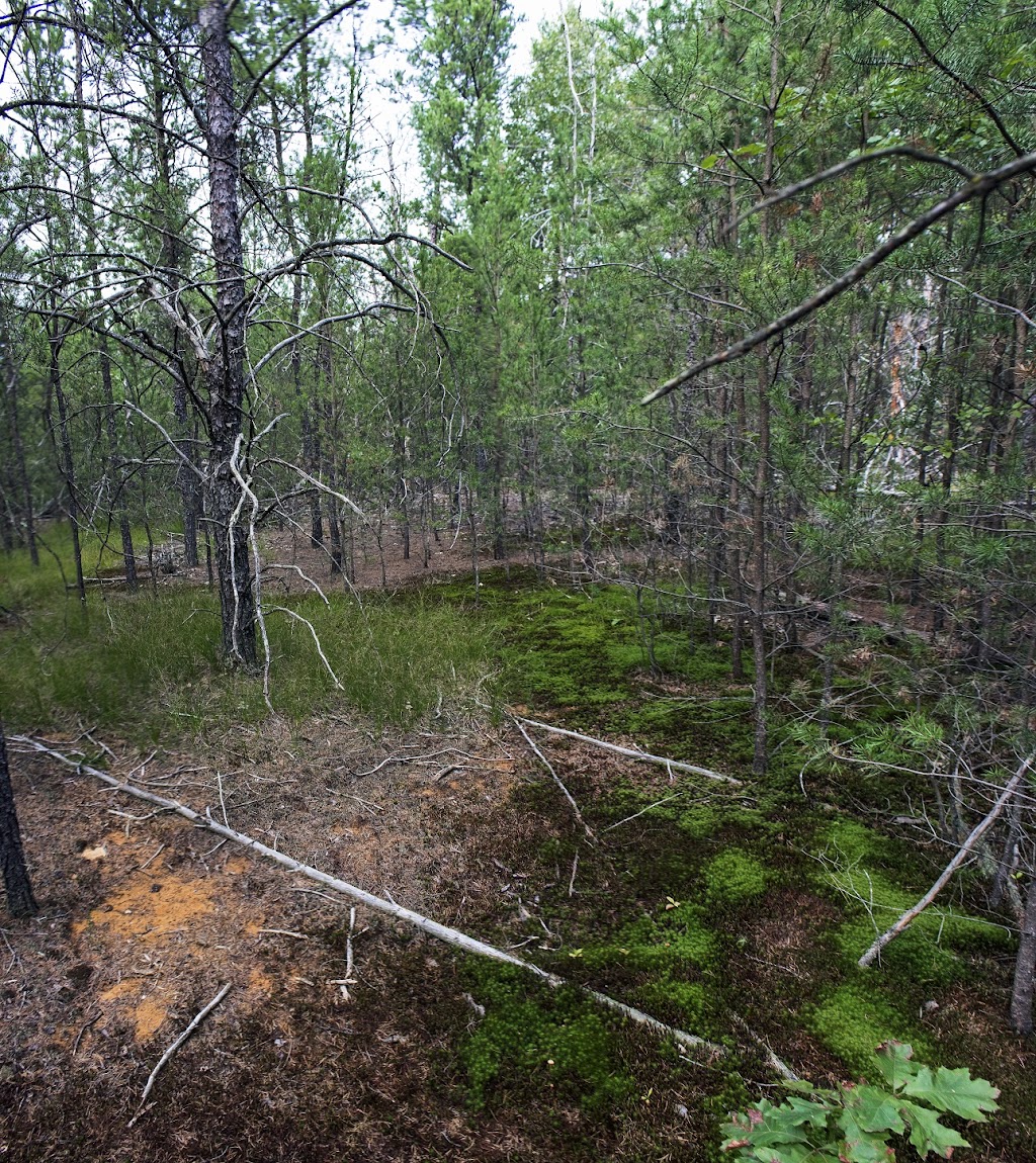 Arena Pines & Sand Barrens State Natural Area | Helena Rd, Arena, WI 53503, USA | Phone: (608) 266-0394