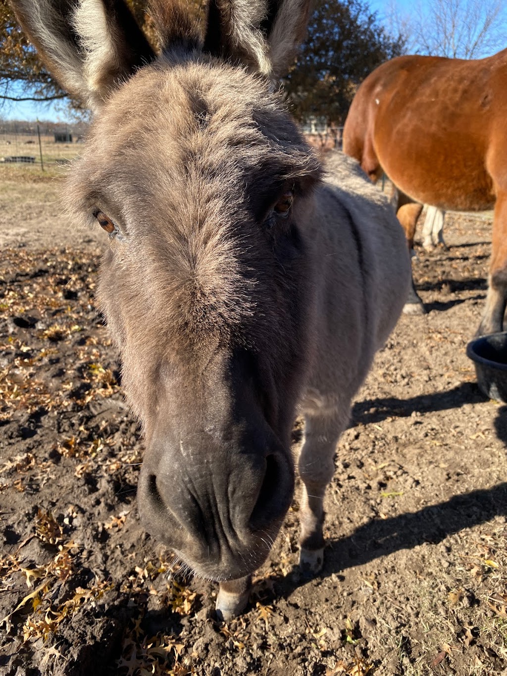 Crocker Veterinary Care | 20645 US-62, Morris, OK 74445, USA | Phone: (918) 733-4525