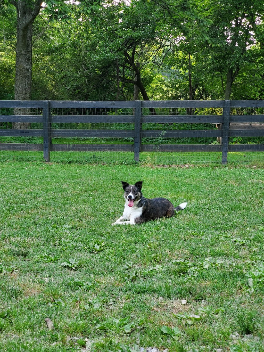 Nutro Dog Park | 4441 Columbia Pike, Thompsons Station, TN 37179, USA | Phone: (615) 794-4333