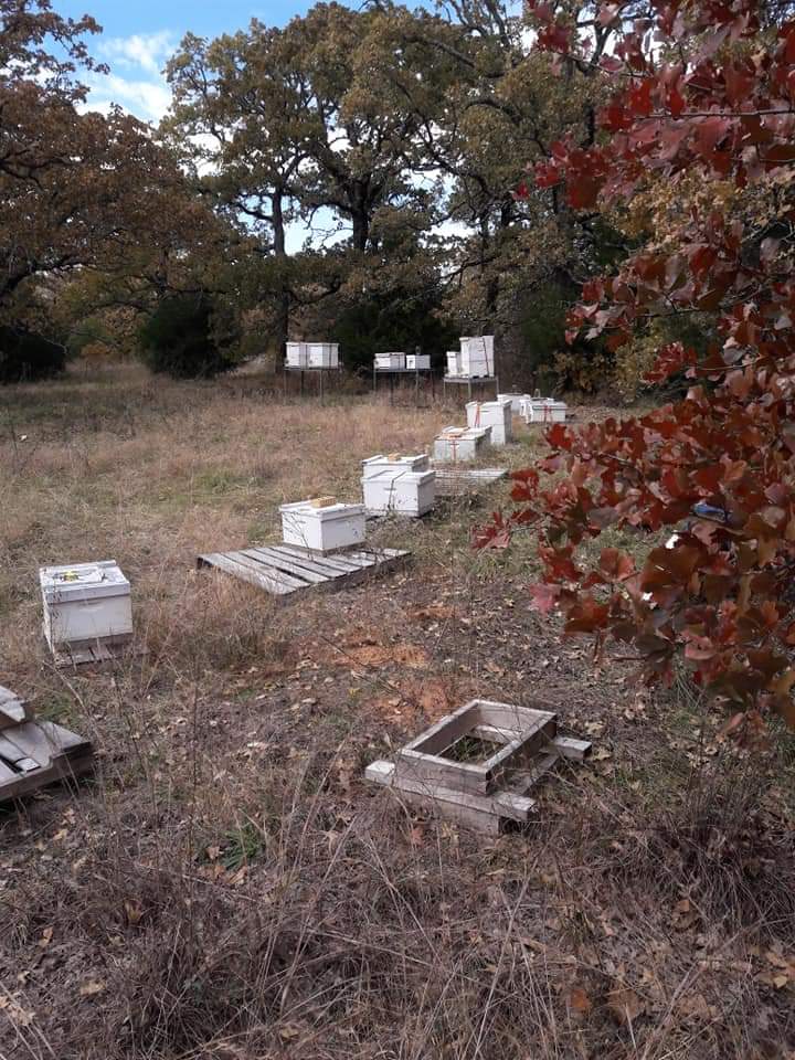 Browns Bee Removal & Apiary | 384 hcr 1250, Whitney, TX 76692, USA | Phone: (682) 433-3393