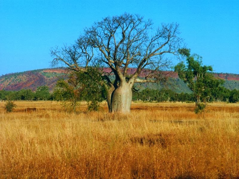 Artlandish Aboriginal Art Gallery | 10 Papuana St, Kununurra WA 6743, Australia | Phone: 1300 362 551 Artlandish Aboriginal Art Gallery | 10 Papuana St, Kununurra WA 6743, Australia | Phone: 1300 362 551