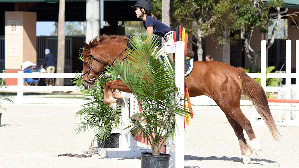 Cloudy Skies Equestrian | 14661 W Palomino Dr, Southwest Ranches, FL 33330, USA | Phone: (305) 989-0967