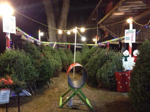 Winter Works Christmas Trees | Farnsworth Ave, Bordentown, NJ 08505, USA | Phone: (609) 234-0925