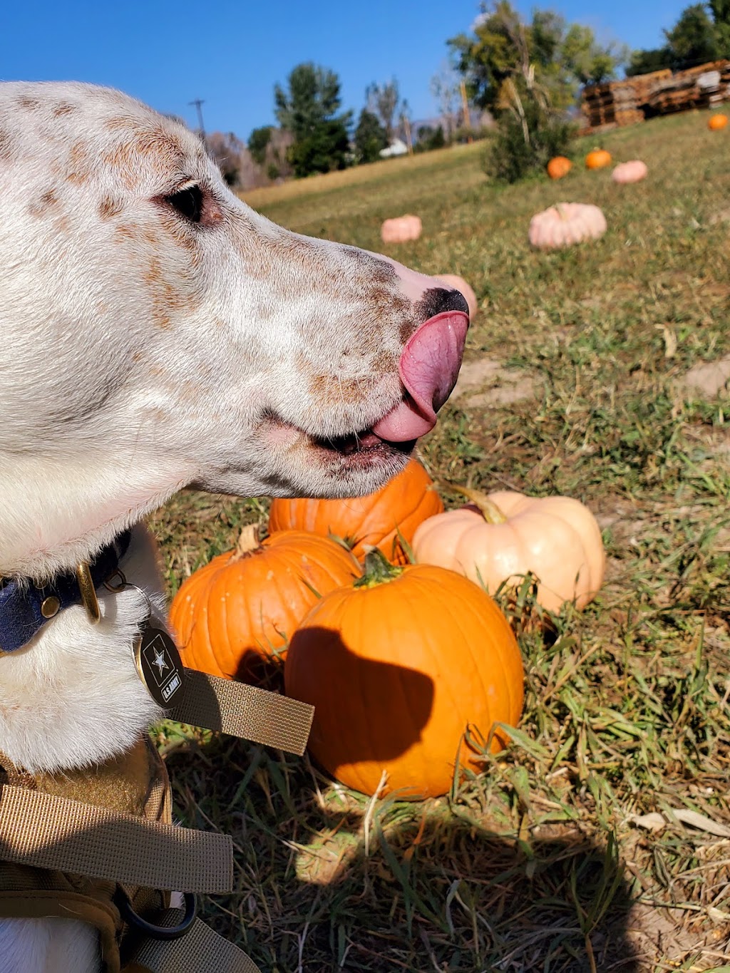 Happy Apple Farm | 1190 1st St, Penrose, CO 81240, USA | Phone: (719) 429-6300