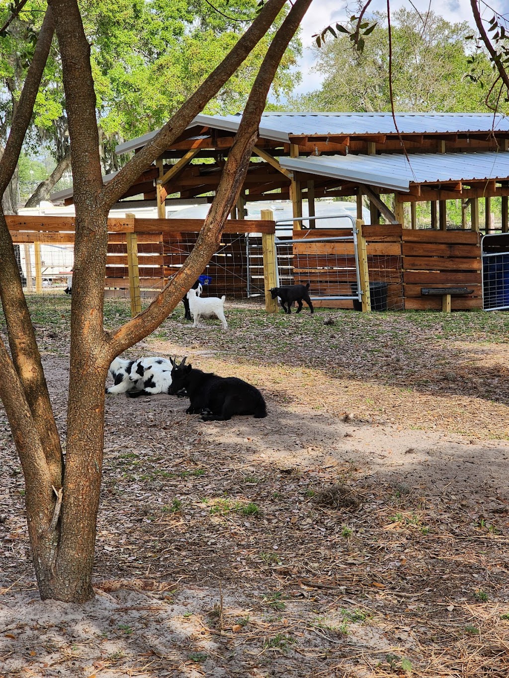 Wilderness Shores Ranch and Campground | 1329 Fish Hatchery Rd, Lakeland, FL 33801, USA | Phone: (863) 899-5147