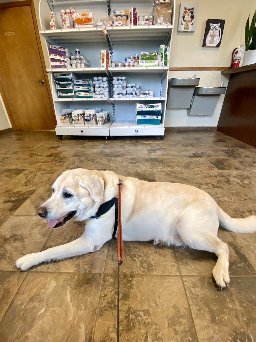 Fox & Friends Animal Hospital | 1024 Cypress Village Blvd, Ruskin, FL 33573, USA | Phone: (813) 633-2443