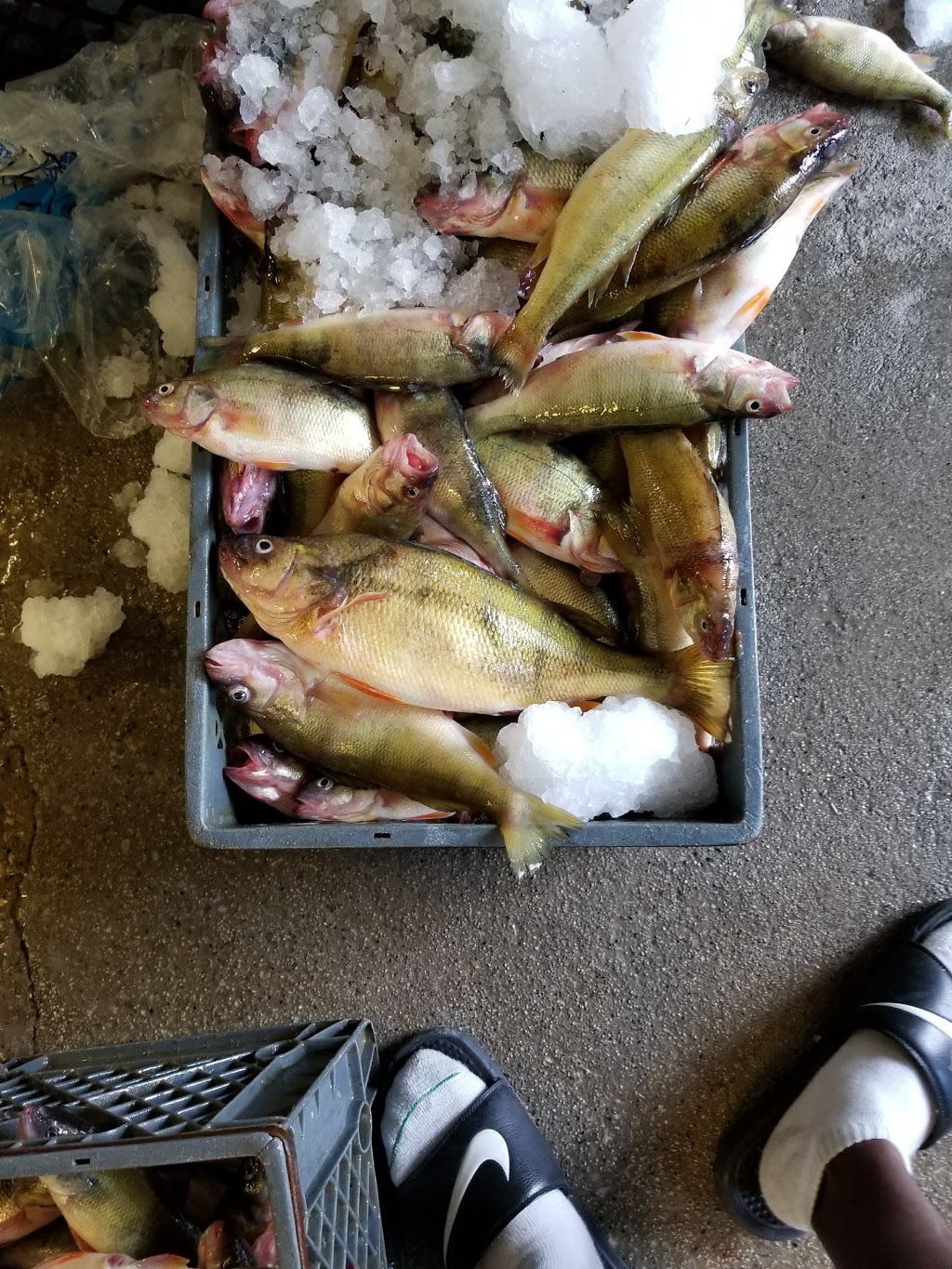 Al Szuch Fishery-Live Bait | 10950 Corduroy, Curtice, OH 43412, USA | Phone: (419) 836-5264
