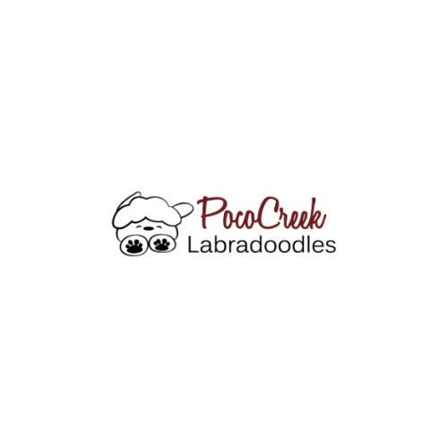 Poco Creek Labradoodles | 17337 La Serena Ct, Riverside, CA 92504, United States | Phone: (951) 235-2930