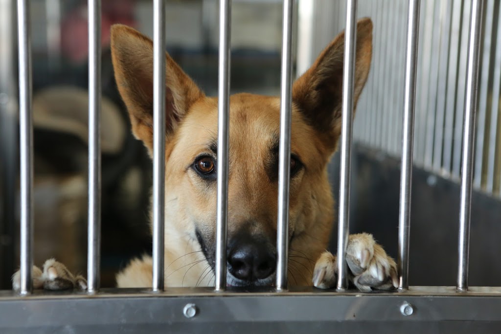 North Valley Veterinary Center And Boarding | 43619 Sierra Hwy, Lancaster, CA 93534, USA | Phone: (661) 945-7906