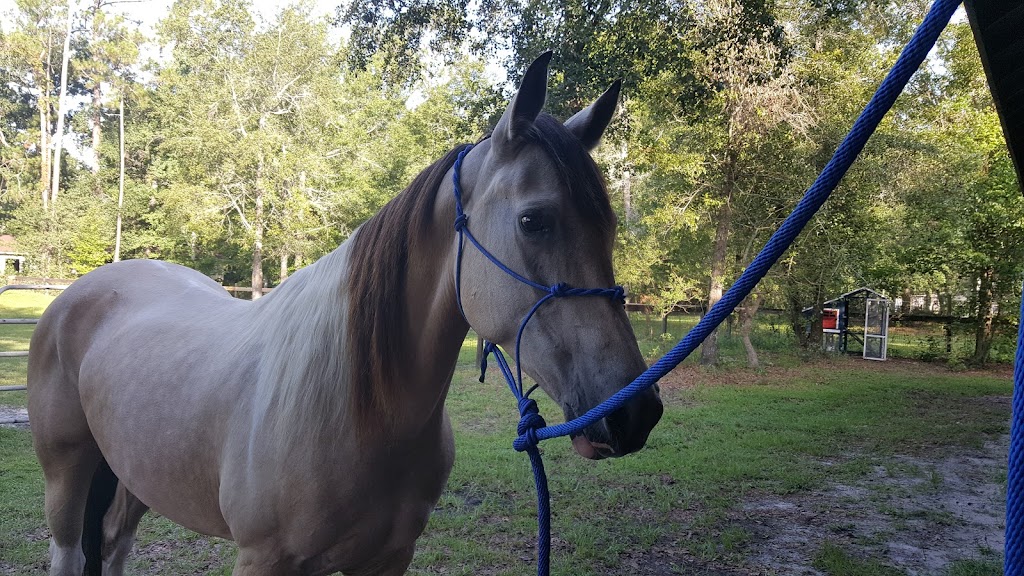 Coopers Creek Horseback Riding Lessons | 3183 Russell Rd, Green Cove Springs, FL 32043, USA | Phone: (330) 419-0875