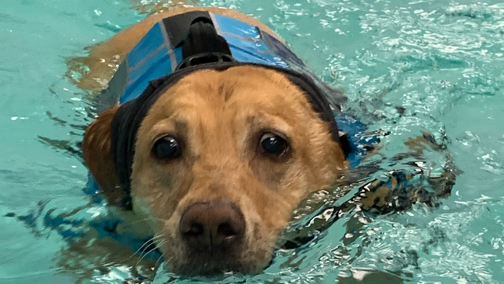 Scuba Sams Canine Hydrotherapy LLC | 1001 Alanis Dr Suite 220, Wylie, TX 75098, USA | Phone: (469) 347-3748