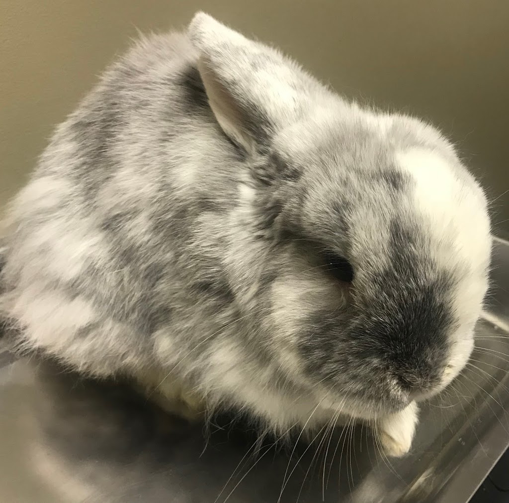 Priest Lake Veterinary Hospital - Nashville Veterinarian | 2445 Morris Gentry Bv, Antioch, TN 37013, USA | Phone: (615) 361-4646