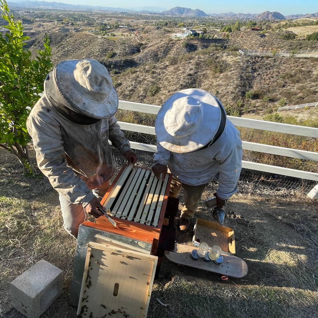 AA-Beekeeper | Live Bee Removal & Relocation | 912 Terraza Mar, San Marcos, CA 92078, USA | Phone: (858) 299-7500