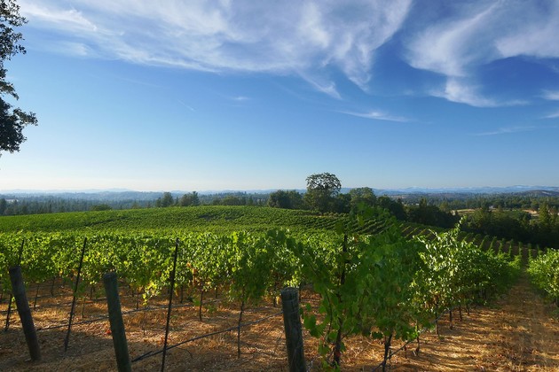 Element 79 Vineyards and Winery | 7350 Fairplay Rd, Somerset, CA 95684, USA | Phone: (530) 497-0750