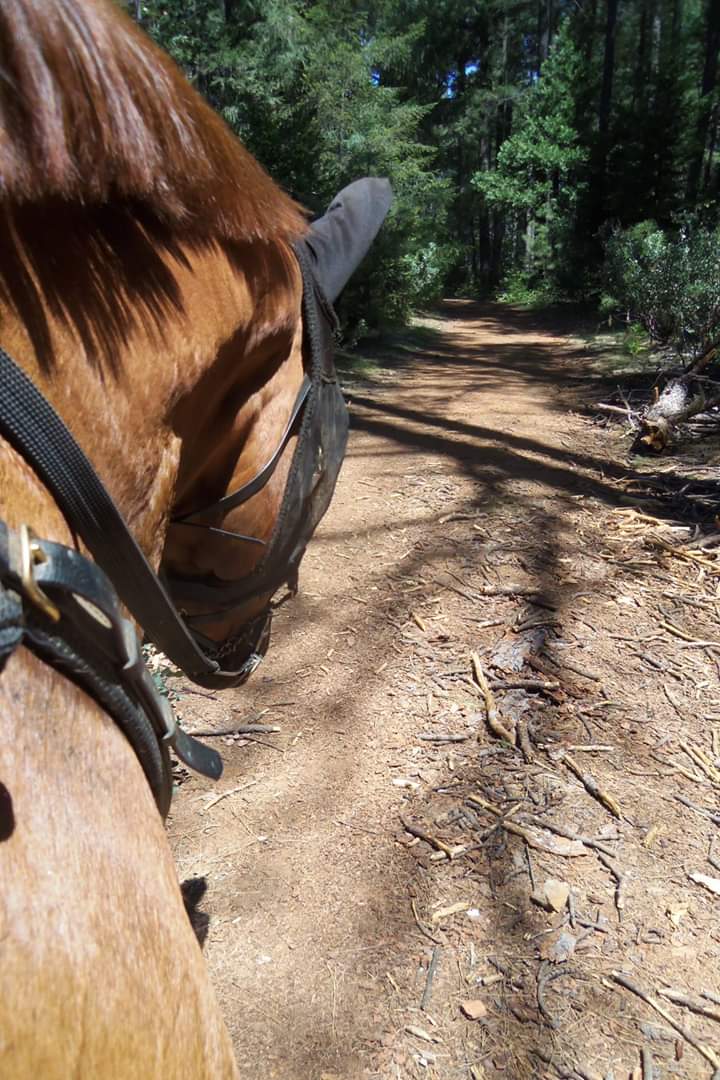 Fleming Trail System & Trailhead | Pollock Pines, CA 95726, USA | Phone: (530) 622-5061