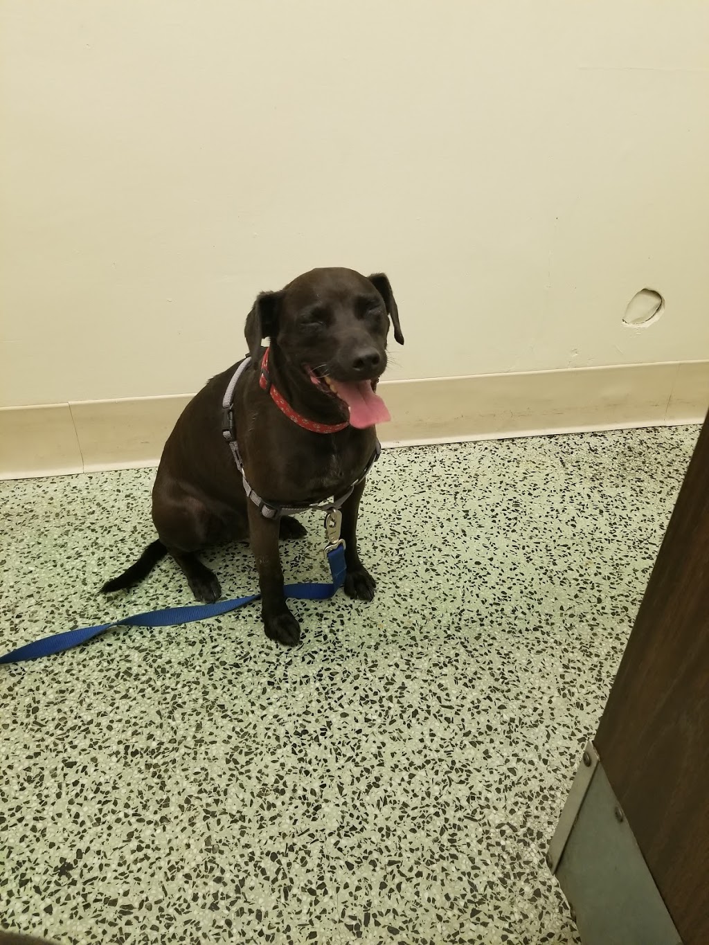 South Gate Dog - Cat Hospital | 3737 Tweedy Blvd, South Gate, CA 90280, USA | Phone: (323) 564-6913