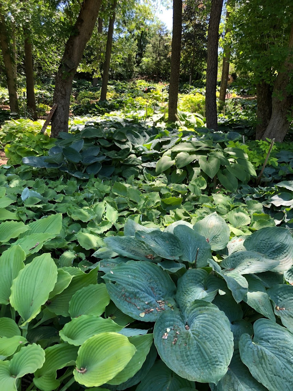 Land of the Giants Hosta Farm LLC | 9106 N Raven Ct, Milton, WI 53563, USA | Phone: (608) 580-0190