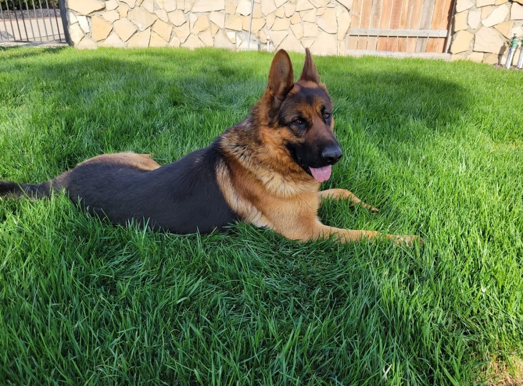 Must Love German Shepherd Dogs | 3705 Valencia Ave N, San Bernardino, CA 92404, USA | Phone: (909) 918-7078