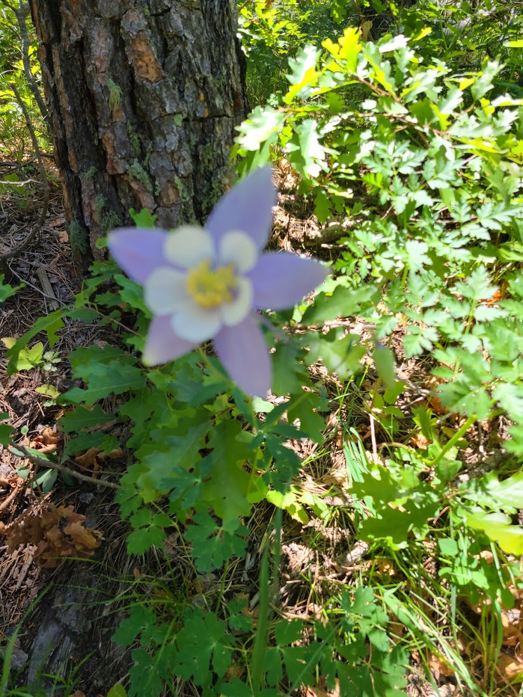 Spruce Mountain Open Space Trailhead | 13415 S Spruce Mountain Rd, Larkspur, CO 80118, USA | Phone: (303) 660-7495