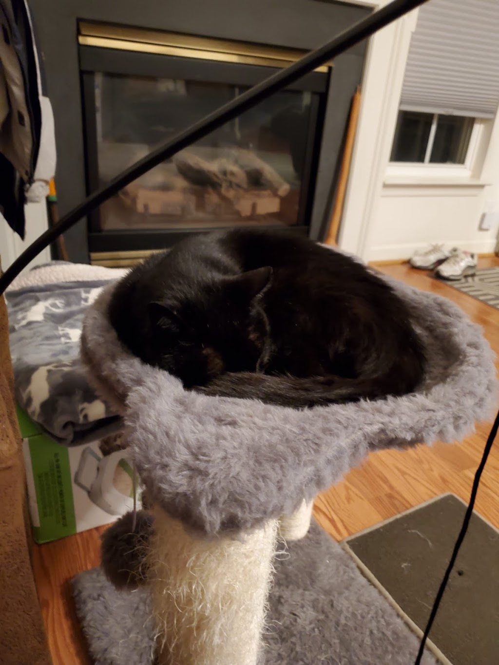 Spay Neuter Clinic of the Carolinas | 8045 Providence Rd #450, Charlotte, NC 28277, USA | Phone: (704) 542-9997