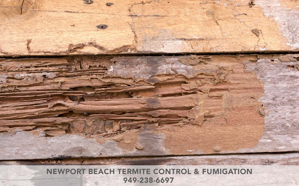 Newport Beach Termite Control & Fumigation | 224 Marine Ave, Newport Beach, CA 92662, USA | Phone: (949) 238-6697