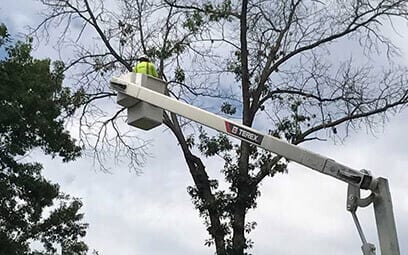 BCS Tree Service | 3752 Marquis Dr, Garland, TX 75042, USA | Phone: (469) 457-8072