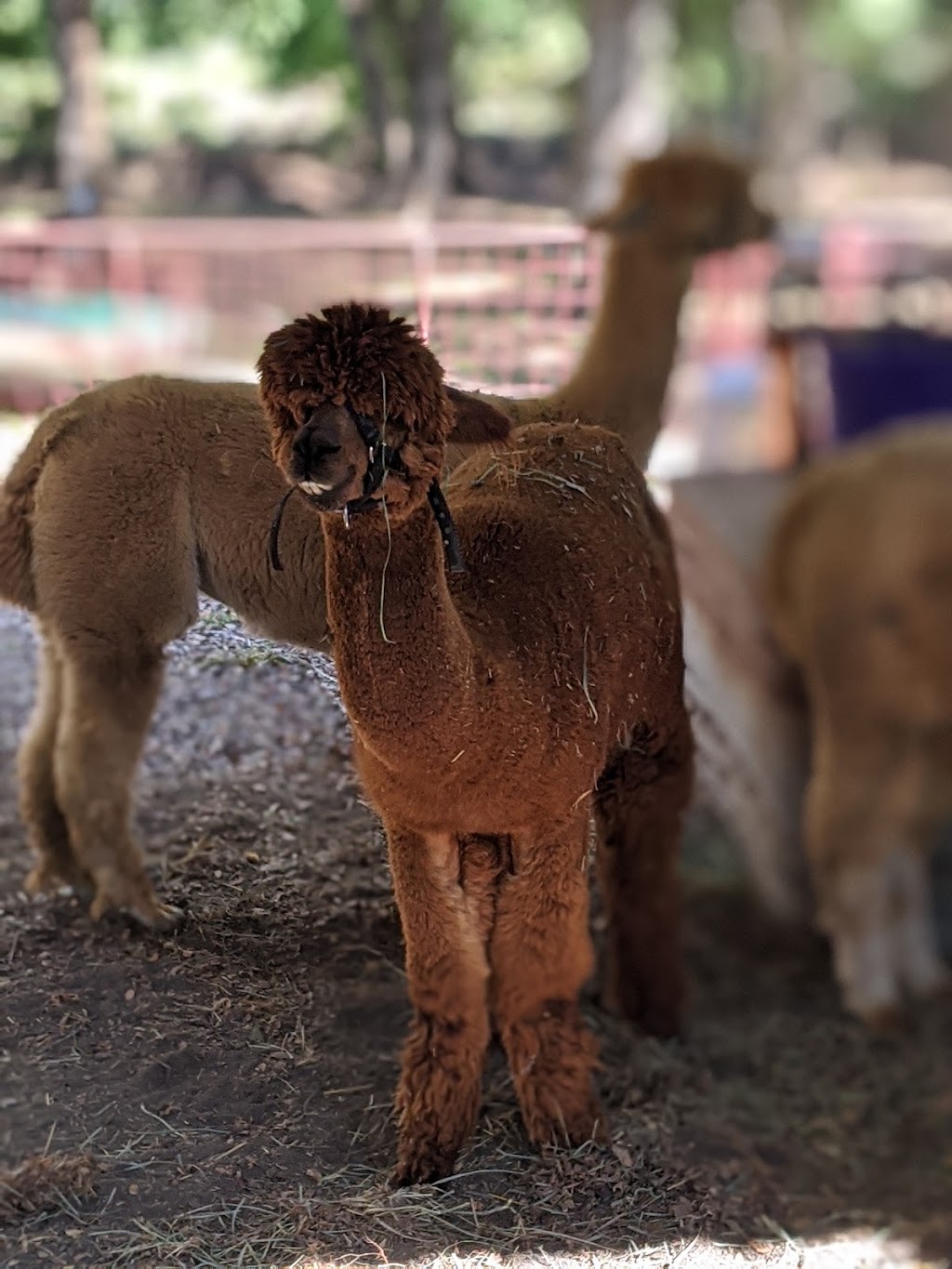 Shadow Creek Pumpkin Farm | 99.0959.000.016.99.108, Midlothian, TX 76065, USA | Phone: (469) 612-3331