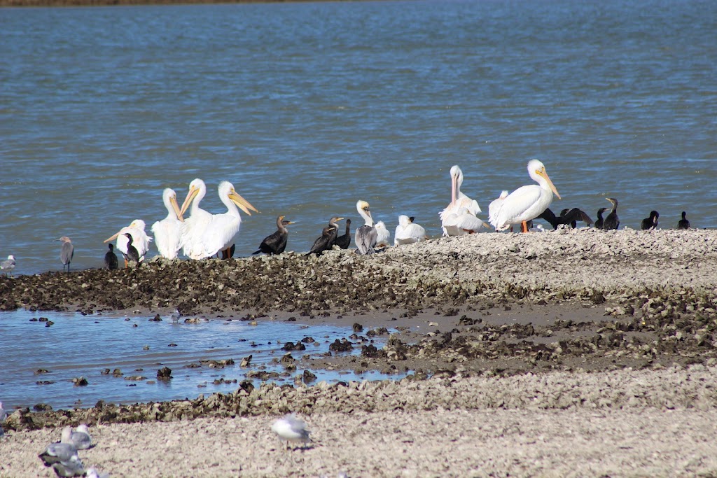 Whooping Crane & Dolphin Boat Tours | 215 N Fulton Beach Rd, Fulton, TX 78358, USA | Phone: (877) 892-4737