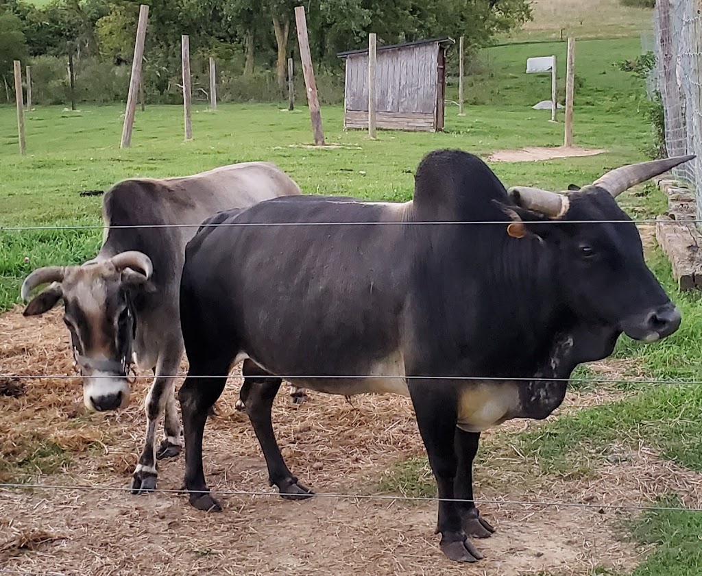 Natures Creek Camel Farm and Zoo | 11660 Grass Lake Rd, Hillsdale, MI 49242, USA | Phone: (734) 347-2888