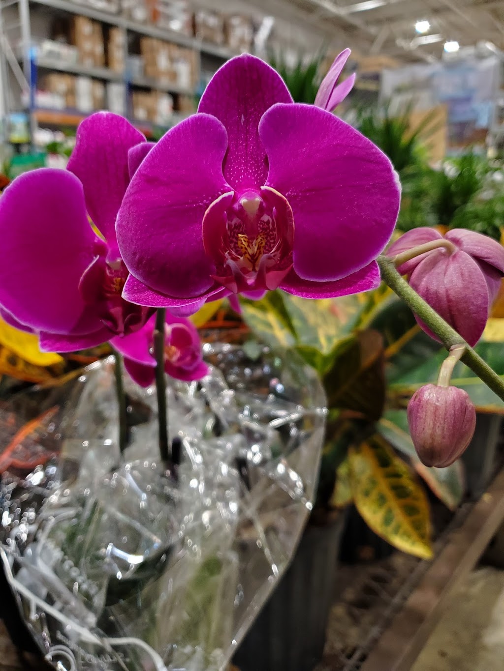 Lowes Garden Center | 8224 Golden Link Blvd, Northfield, OH 44067, USA | Phone: (330) 908-2750