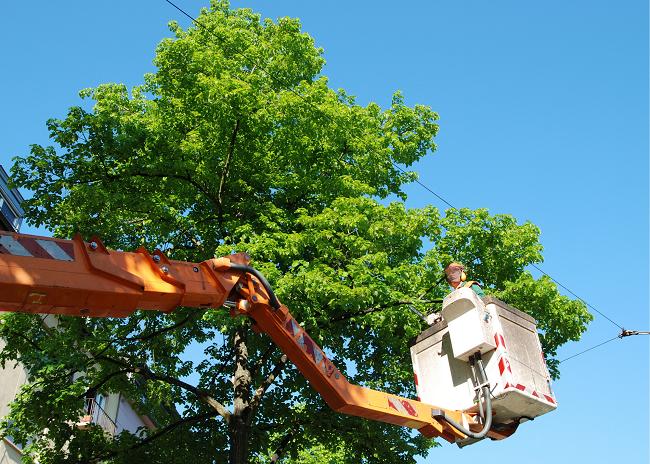 Old Town Spring Tree Service | 4003 Lost Oak Dr, Spring, TX 77388, United States | Phone: (832) 352-6726