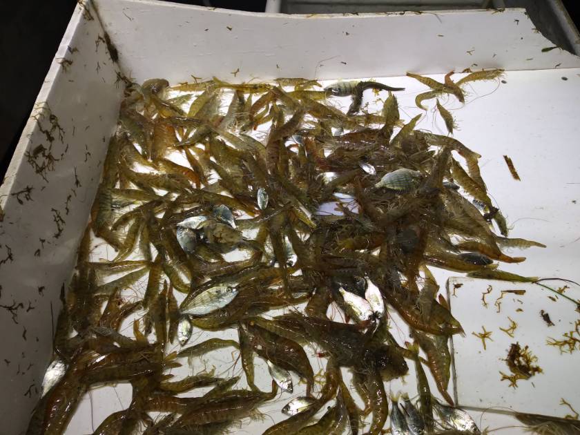 Reel Bait | 15617 Madeline Dr, Hudson, FL 34667, USA | Phone: (727) 766-5543