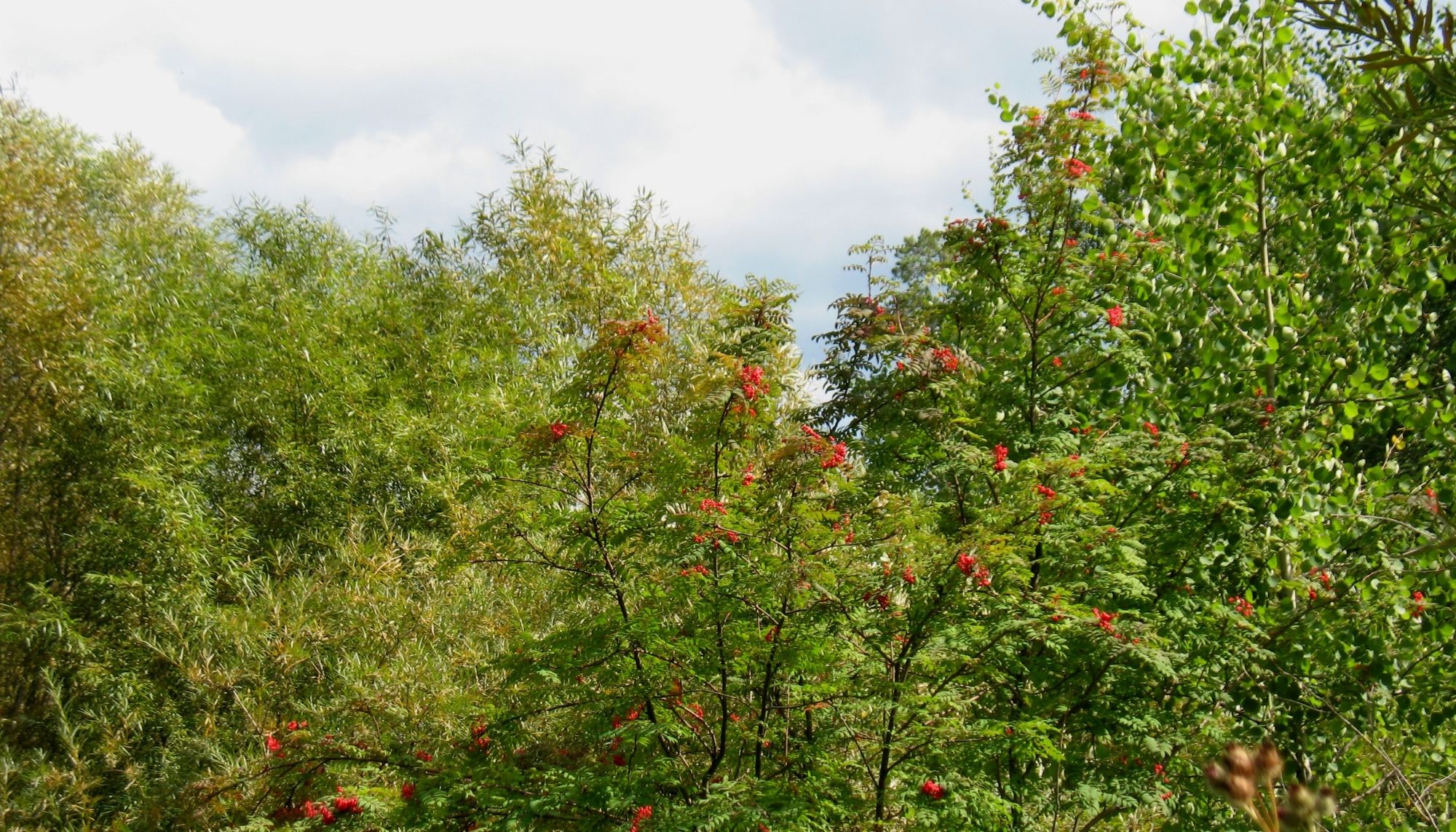 Little Chicago Tree Removal Co | 1736 W State of Franklin Rd, Johnson City, TN 37604, United States | Phone: (423) 232-4045