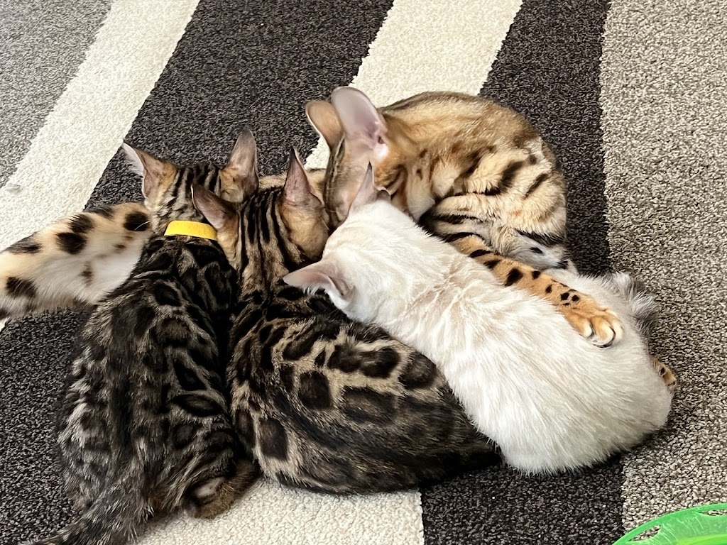 Wilderness Bengal Cats | 3933 161st Ave, Becker, MN 55308, USA | Phone: (612) 360-7147