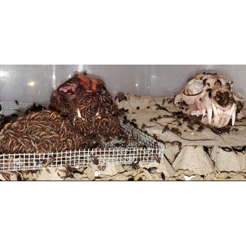 Talias Beetle Bugs | 3544 View St, Bakersfield, CA 93306, USA | Phone: (661) 332-2099