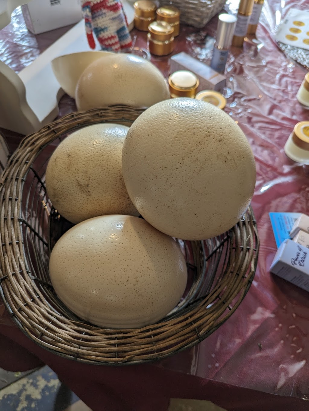 Ostrich Land Ontario | 8299 Concession 2 Rd, Caistor Centre, ON L0R 1E0, Canada | Phone: (647) 988-0841